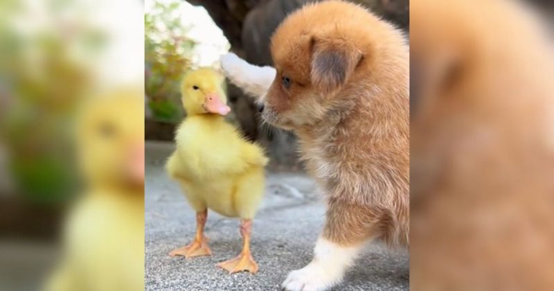 Amizade inusitada: filhote de cachorro faz cafuné em patinho