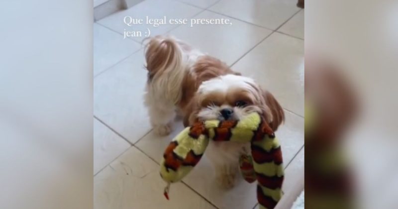 Cachorro se diverte com novo brinquedo 