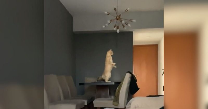 Gata se admira no espelho 