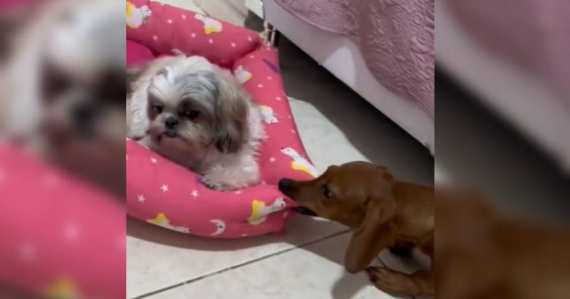 Salsicha atormenta irmã pet 