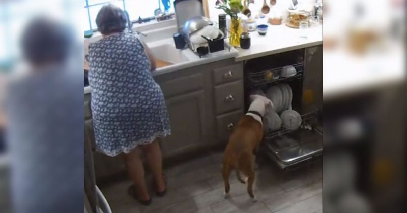 Cão destruiu lava-louças 