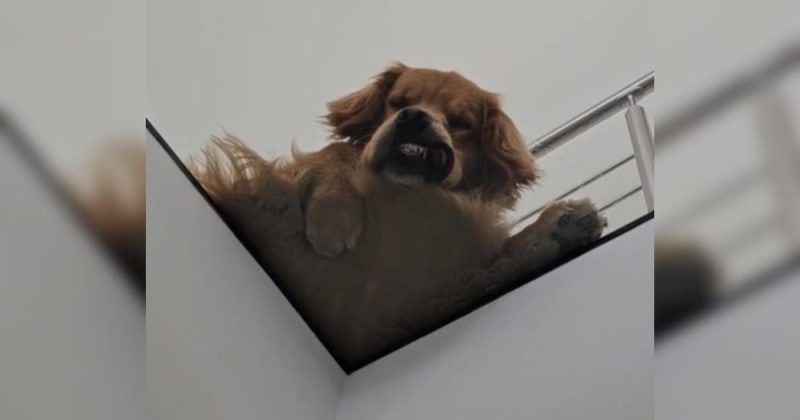 Golden foi flagrado dormindo