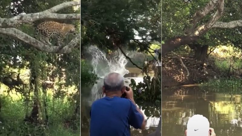 On&ccedil;a-pintada deu salto enorme para tentar capturar jacar&eacute;, mas vacilou e saiu da &aacute;gua sem nada – Foto: @pantanalOficial/TikTok/Reprodu&ccedil;&atilde;o/ND