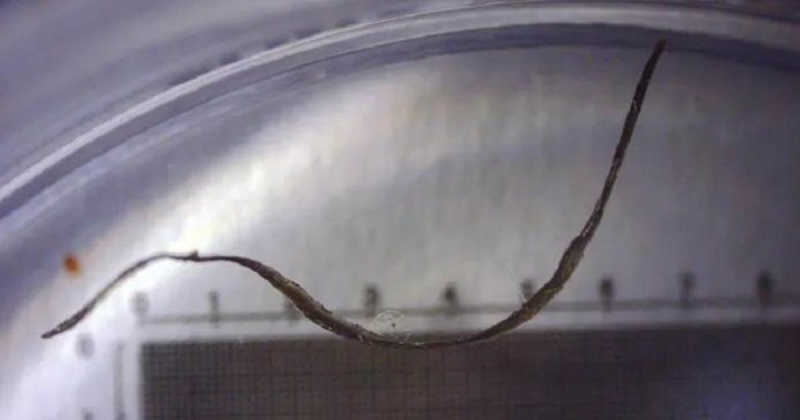 Imagem do objeto desconhecido – Foto: Avi Loeb/Reprodu&ccedil;&atilde;o/ND