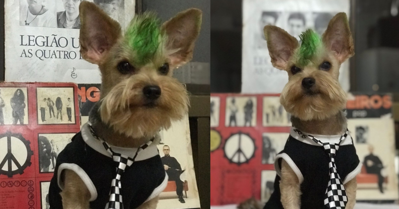 Concurso "Rock Dog" vai premiar o "doguinho" mais rockeiro do Mundial Rock 2023