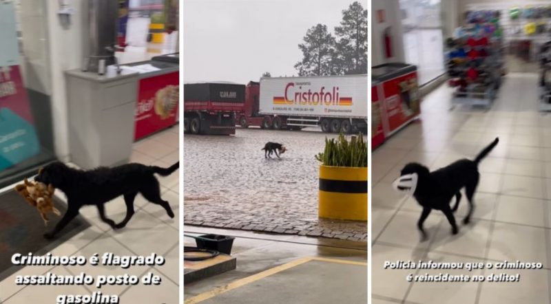 Cena inusitada foi flagrada por um fot&oacute;grafo de Blumenau e viralizou nas redes sociais – Foto: @tiagofoto_/Instagram/Redes Sociais/ND