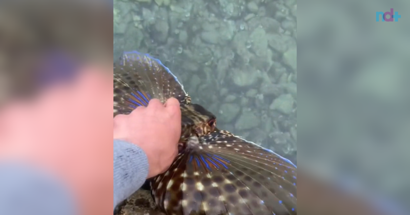 Falso peixe-voador chama aten&ccedil;&atilde;o pela sua beleza – Foto: @vinipatrick/Reprodu&ccedil;&atilde;o/ND