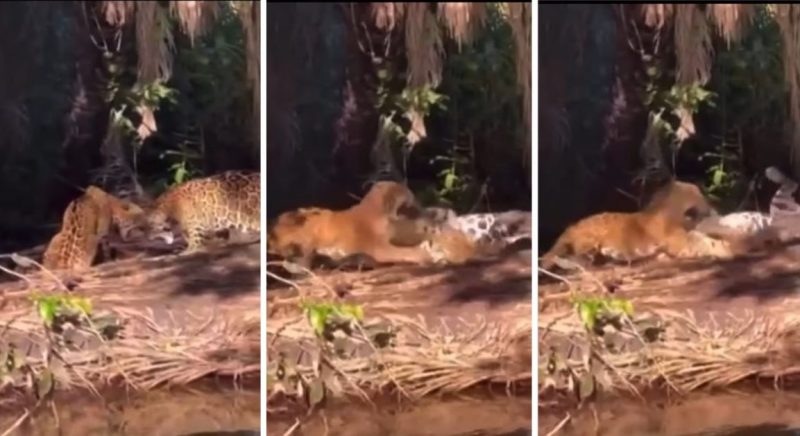 Cena filmada na &uacute;ltima semana repercutiu nas redes sociais e chamou a aten&ccedil;&atilde;o de autoridades de seguran&ccedil;a – Foto: Redes Sociais/Divulga&ccedil;&atilde;o/ND