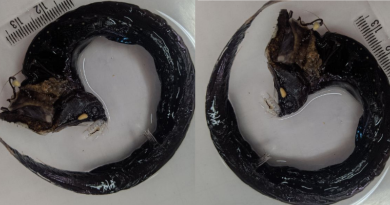 Peixe "alien" foi batizado em homenagem a um astro do rock que participou das bandas Rainbow e Black Sabbath