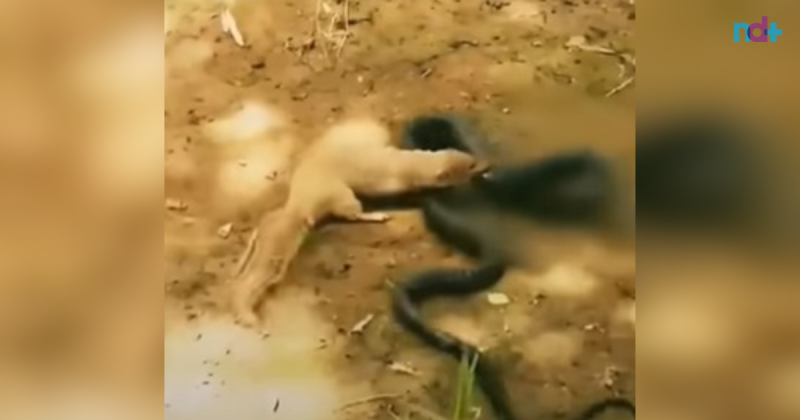 luta entre cobra e mangusto