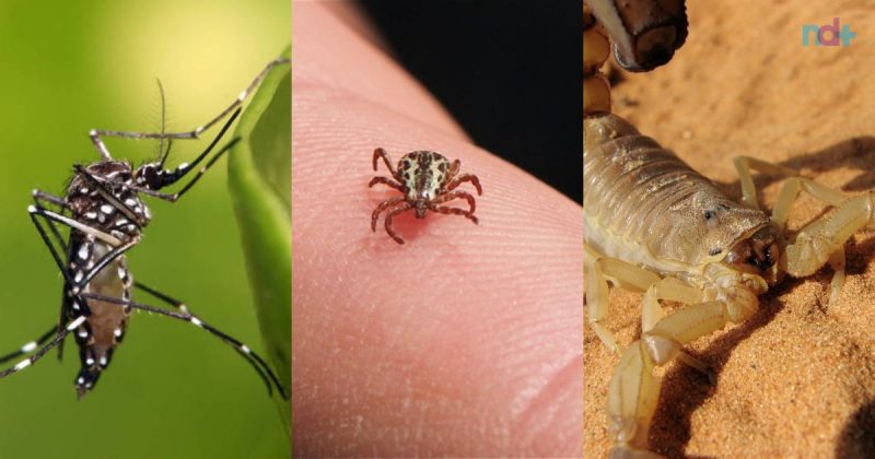 Veja animais fatais ao ser humano além do carrapato-estrela