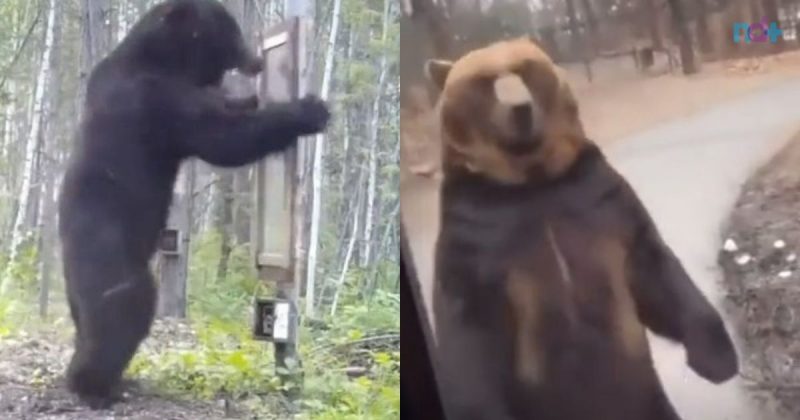 Ursos são animais no mínimo estranhos, pois invadem festas e agem de forma esquisita com humanos