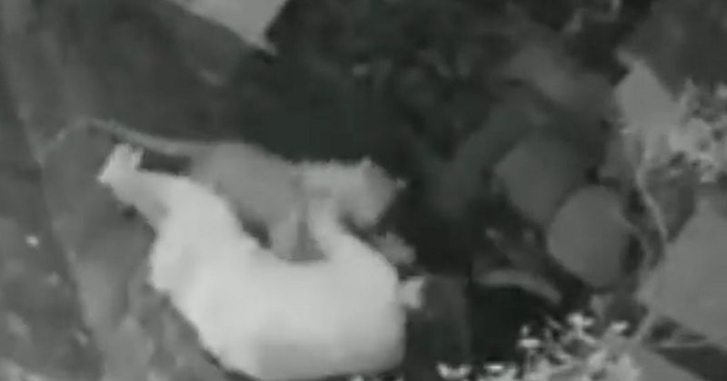 Idosa usou a bengala para se defender