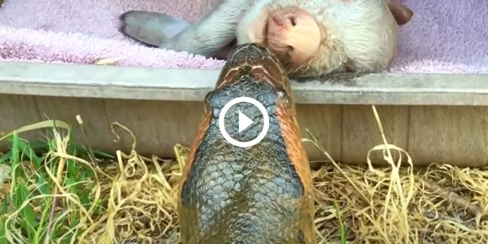 «Sueño eterno»: un cerdo dormido se encuentra con una anaconda de 9 metros de altura en una perrera