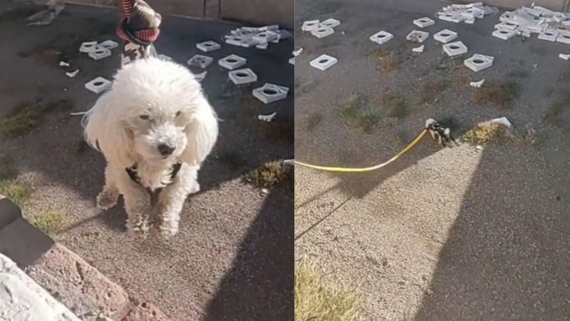 "Missão Impossível" cão espião ajuda dono a buscar bolinha no vizinho