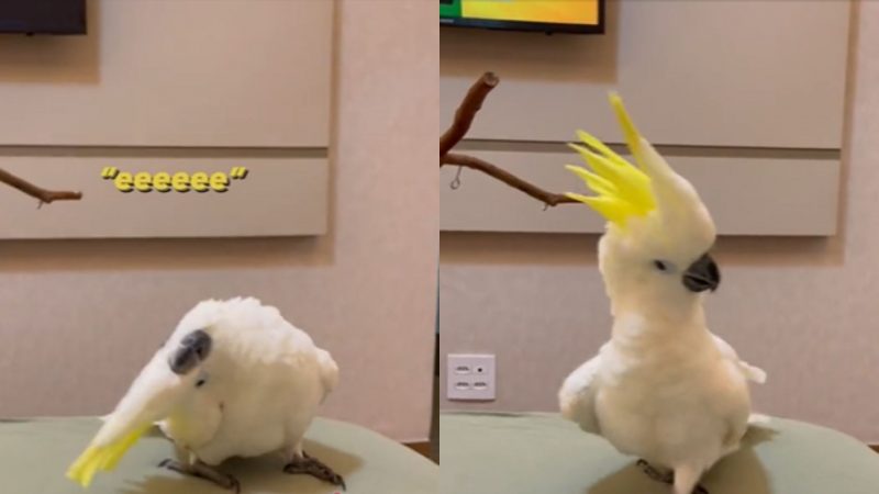 Cacatua tropeça enquanto dança e fica com vergonha