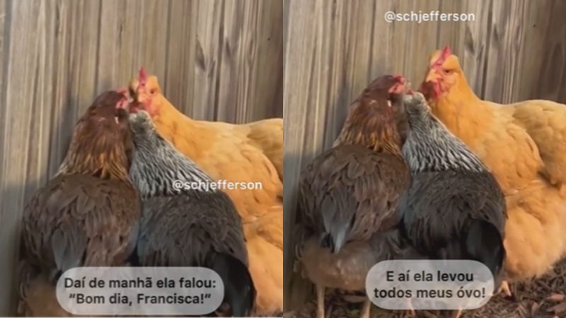Indignadas galinhas fofocam em galinheiro sobre sumiço de ovos 