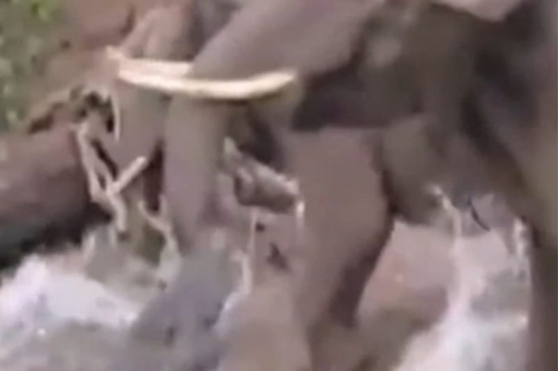 Elefante não se rendeu ao ataque do crocodilo gigante