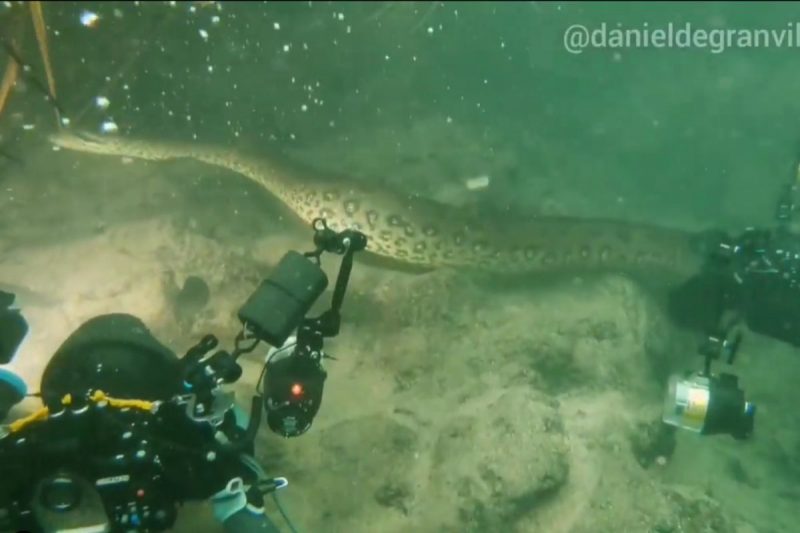 Fotógrafo faz registro incrível de sucuri gigantesca