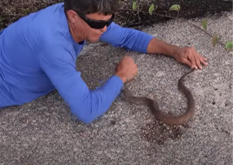 Rei das Serpentes mostra curiosidades sobre jararaca-malha-de-cascavel