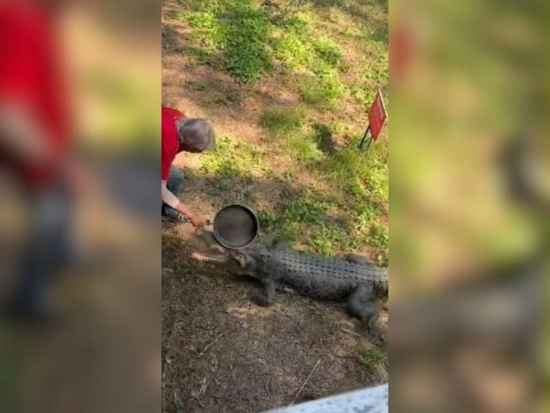 Jacaré e idoso travam briga que poderia ser mortal 