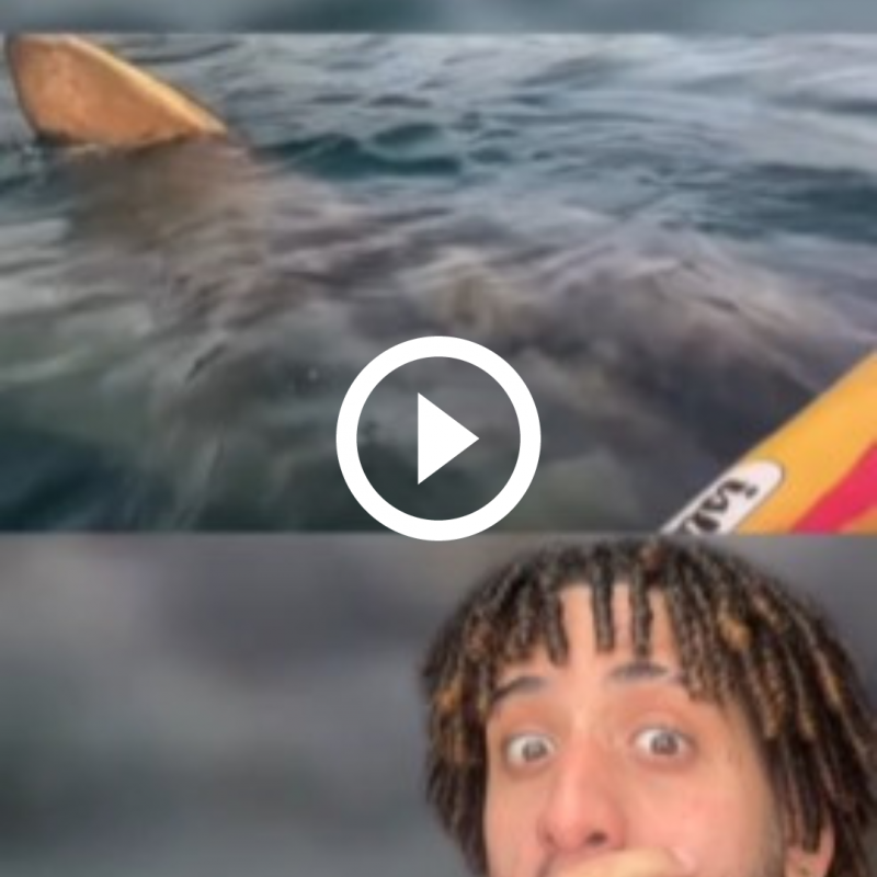 O biólogo Vini Patricks explica que elas correram menos perigo do que imaginam