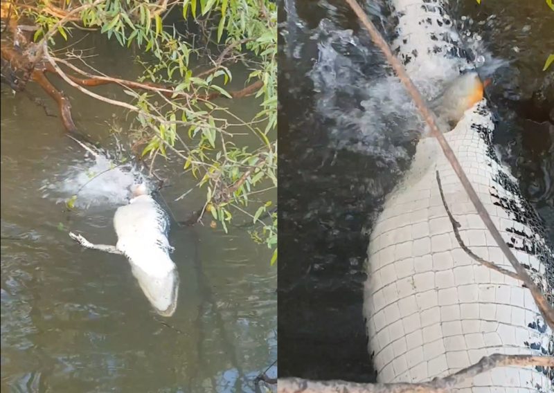 Piranhas destroy a dead alligator in a river in breathtaking video