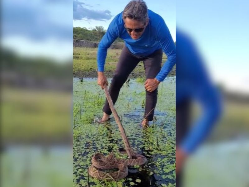 Cascavel colossal estava em um banhado 