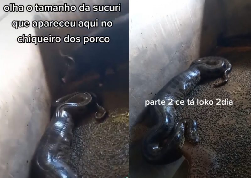 Sucuri come leitão deita para fazer digestão ao lado do irmão