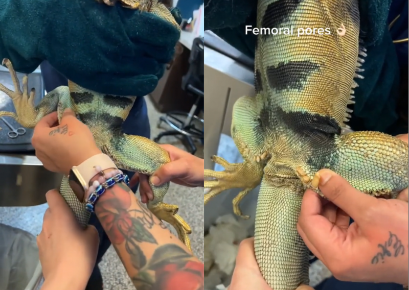 lagarto tem poros semelhantes aos humanos