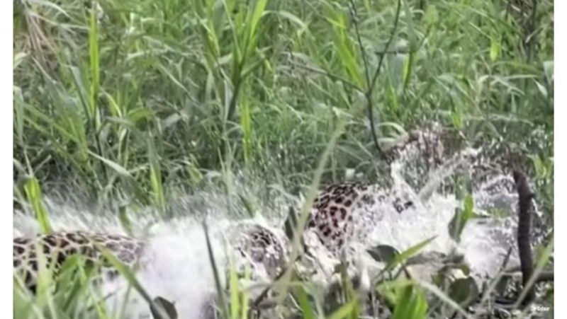 Onça se embaralha com jacaré em rio do Pantanal