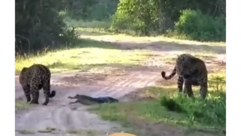 Onças não dão chance para o pobre jacaré