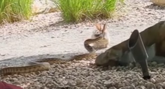 O biólogo Pido explica que a coelha que estava protegendo a ninhada de filhotes