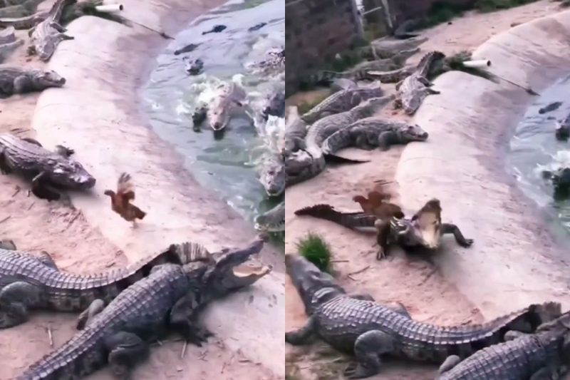 Galinha driblou mais de 10 crocodilos – Foto: Reprodu&ccedil;&atilde;o/Redes Sociais/ND