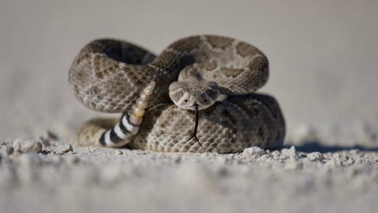 Cobra canibal? Flagra bizarro mostra serpente venenosa devorando
