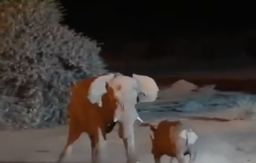 Embate entre elefante e rinoceronte