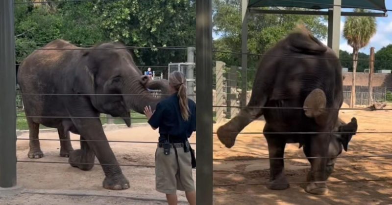 Elefante pratica ioga todos os dias 