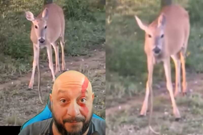 Bi&oacute;logo explicou o comportamento do animal – Foto: Reprodu&ccedil;&atilde;o/Internet/ND