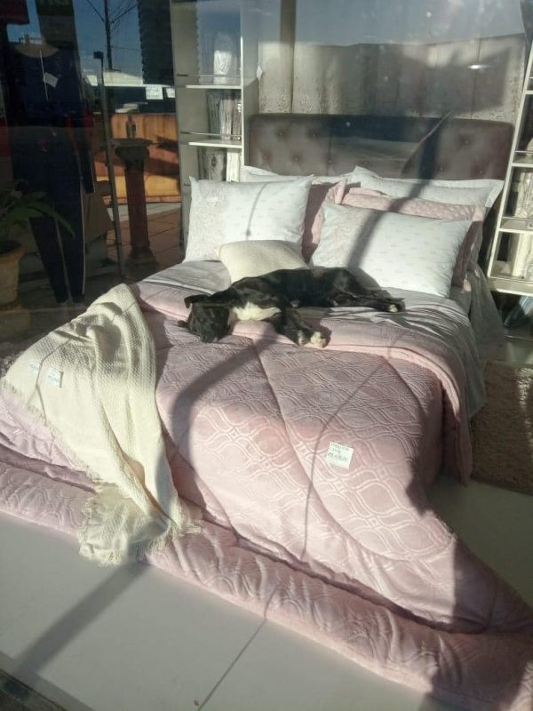 Cachorro entrou na loja e dormiu nos tecidos na vitrine – Foto: Reprodu&ccedil;&atilde;o/Redes Sociais/ND