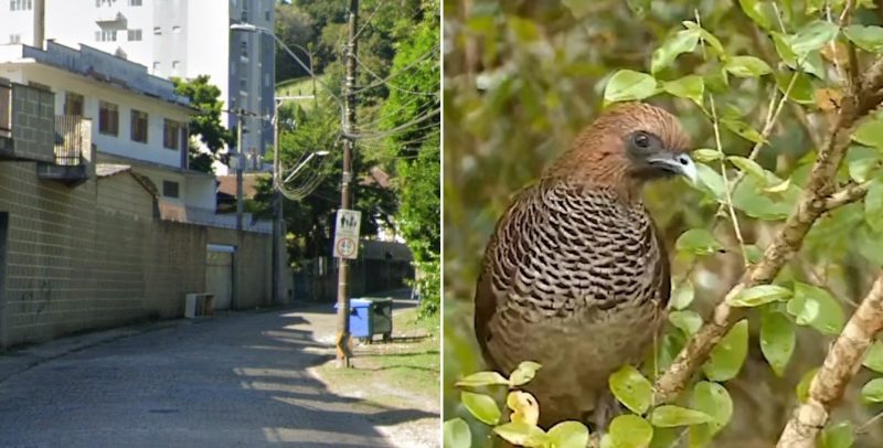Parte do bairro da Velha ficou sem energia na manh&atilde; desta sexta-feira (16) devido a acidente com uma ave – Foto: Google Street View e NDTV/Arquivo/Reprodu&ccedil;&atilde;o/ND