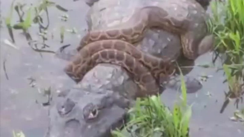 &nbsp;Cobra e crocodilo se enfrentam em rio – Foto: Reprodu&ccedil;&atilde;o/Facebook/ND