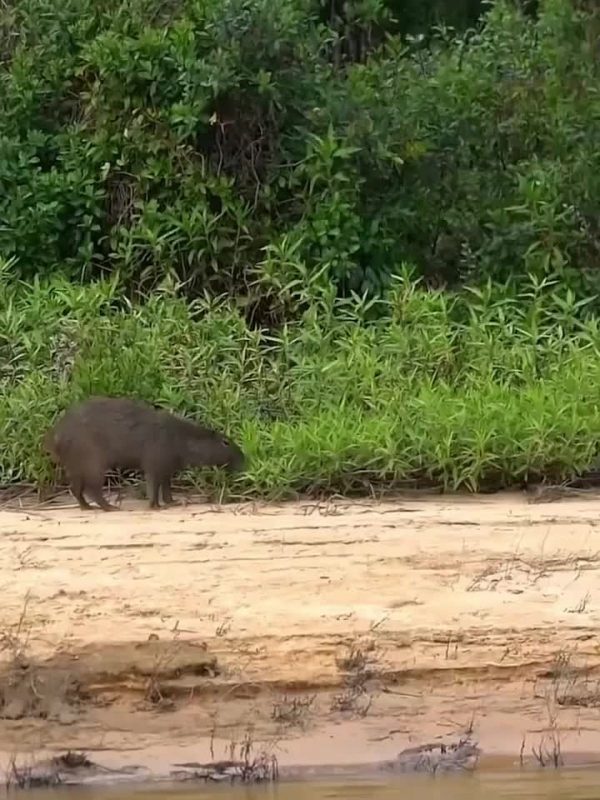 Capivara &eacute; uma das principais presas dos felinos no Pantanal – Foto: FDownload.app