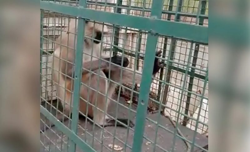 Dardo tranquilizante foi utilizado para capturar o primata que causou terror a uma comunidade na semana passada – Foto: Redes Sociais/NDTV.com/R7/Reprodu&ccedil;&atilde;o/ND