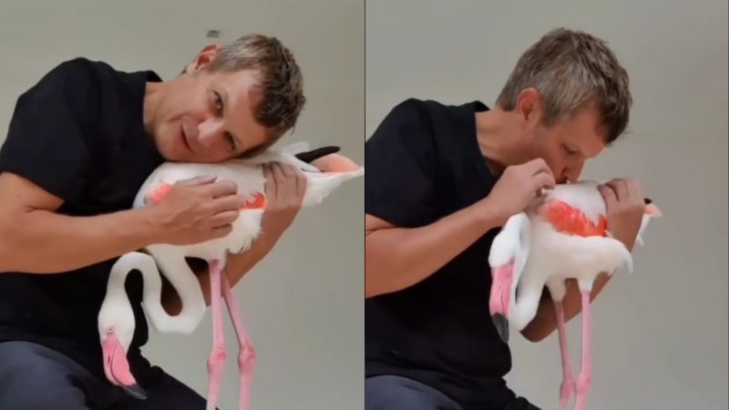 Flamingo ‘carente’ encanta internautas: ‘adora abra&ccedil;os’ – Foto: Reprodu&ccedil;&atilde;o/Internet/ND