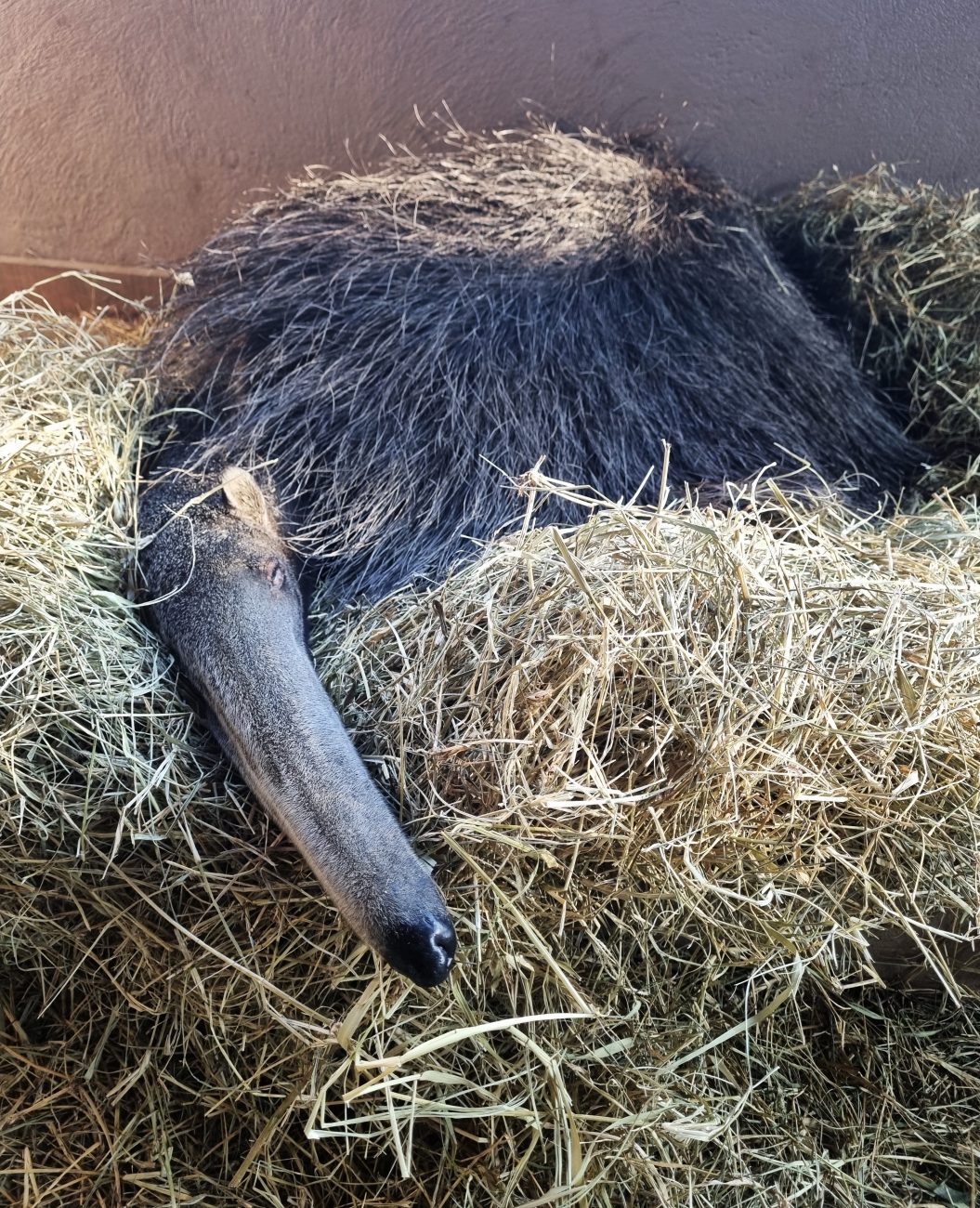 A ação é realizada para garantir o conforto deles durante o inverno - Zoo Pomerode/Reprodução ND