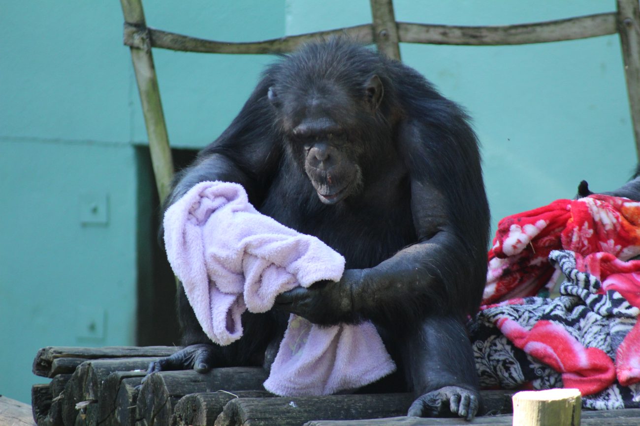 A ação é realizada para garantir o conforto deles durante o inverno - Zoo Pomerode/Reprodução ND