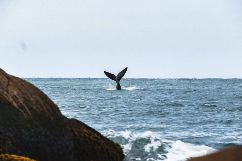 Foto da cauda de uma Baleia Franca no Mar. 