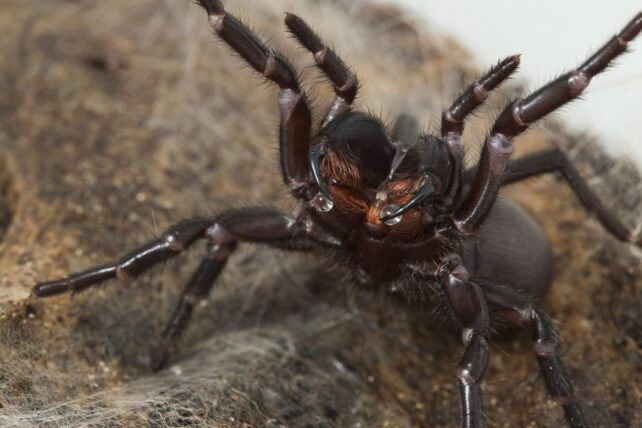 Espécie de aranha muda intensidade do veneno com seu humor 