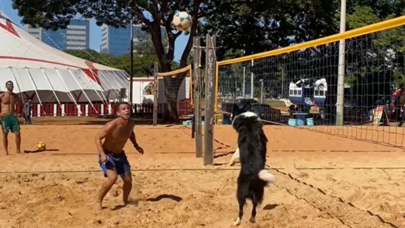 Cachorro 'bom de bola' viraliza nas redes ao jogar futevôlei com dono:  'melhor que eu