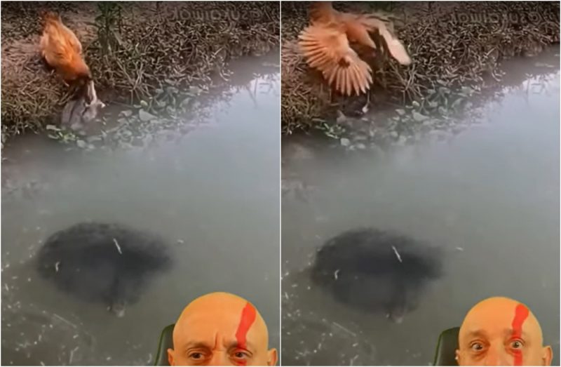 galinha quase teve cabeça arrancada por peixe